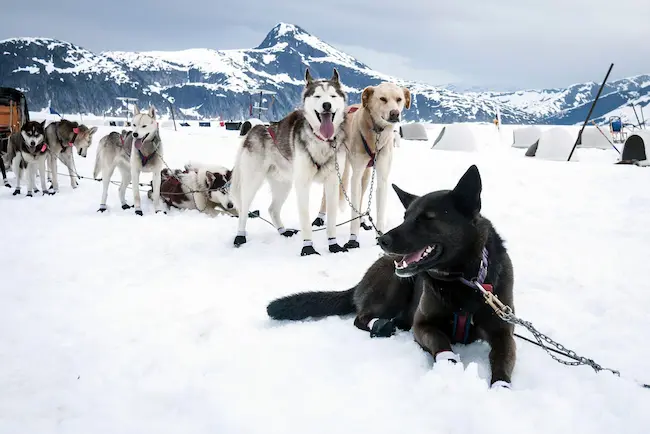 Dog Sledding: The Ultimate Greenlandic Experience